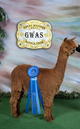 Daughter - SPAR's Bang Bang 7X Champ owned by Miller-McMahan Alpacas