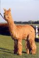 Cria's Sire - Goldstar