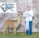 2010 Cria Amera's Princess