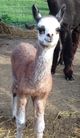 2015 cria Sir lancelot