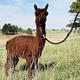 Marushka's latest cria (M&M) standing strong!