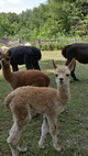 2018 male cria - Peanut Butter Kisses