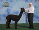 2016 Michigan International Alpaca Fest - 1st place