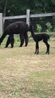 Cocoa’s 1st cria - 2018 Black Jack Licorice