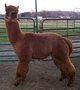 Service Sire - Intrigue for 2017 cria.  Modern Rose grey