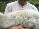 Tahoma - Beautiful little curls! July 16, 2017