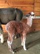 Service Sire - PFL Michelangelo's Intrigue 2017 cria