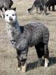 Cria by the same sire