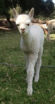 Cria Picture