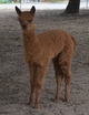 vienna as a  cria