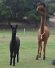 Fiona with 2013 Female Cria