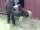 8.3.2013  male cria, LF