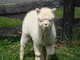 Ion as a cria,  April 2012