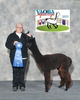 alpaca for sale