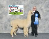 alpaca for sale