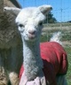 2013 Cria