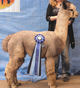 Hi-Plains Show 2012