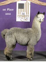 alpaca for sale