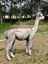 7/22- Triple Greyce shorn