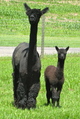 Mirabelle and cria Xavier