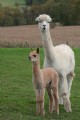 Meet Cotacachi's Bonaventure, Gioconda's latest cria born 9/25/09