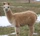 Cotacachi's Allura was born 8/29/08.  She is Gioconda's fab female offspring!