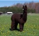 Patagonia's LC Paris - great conformation, fleece, temperment, & cria = great genes!