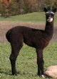 Born 9/24/09, this is Paris' son, Blue Streak.  His Dad is Crescent Moon's Velocity.