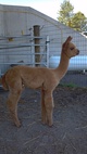 Her first cria. male