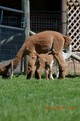 IVY WITH 2013 FEMALE CRIA