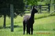 Spring 2013 Cria Male