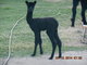 Mullan &Andean female cria 1 day old