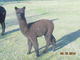 Mullan & Andean female cria 