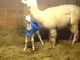 Desert Charmer with new cria coat