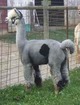 alpaca for sale