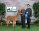 First at Illinois Alpaca Show 2013