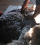 Iron Man's First Shearing May 2013