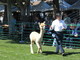 Julius at the 2007 Monterey Pronk.