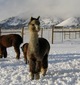 Jupiter's Dam Demi of Adorable Alpacas