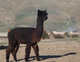 Marcus Aurelius of Adorable Alpacas