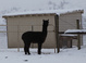 Marcus Aurelius of Adorable Alpacas