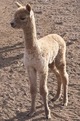 Thor of Adorable Alpacas - Two days old