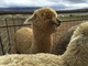 Thor of Adorable Alpacas