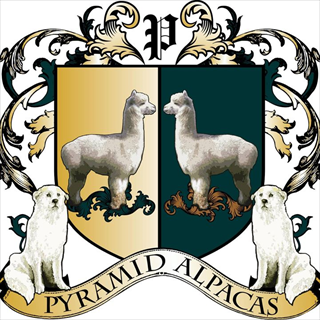 Pyramid Alpaca - Logo
