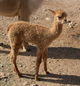 Glori  2020 Female cria from Atmos