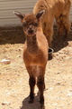 2017 female cria Lola-Mae