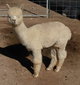 GG & Zappa's 2017 male cria Nimbus