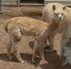 Aurora's 2015 female cria