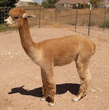 Dusti's Sire Apache after shearing