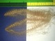 Yearling Fiber - 4 inches stretched